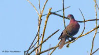 Pigeon rousset / Matoury (Guyane française), juillet 2014